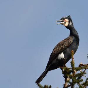 Great Cormorant