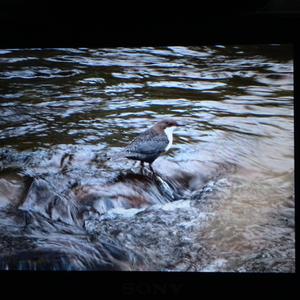 White-throated Dipper