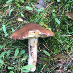 Dotted-stalk Bolete