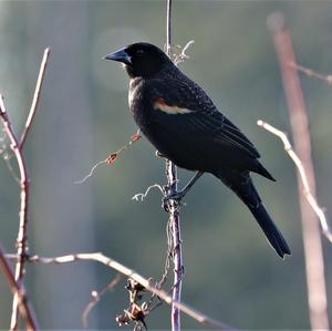 Red-winged Blackbird