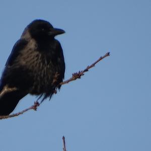 Hooded Crow