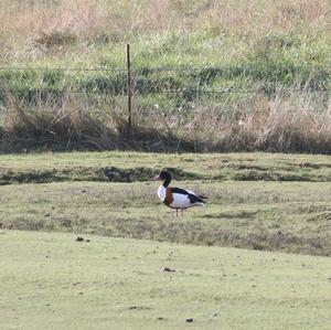 Common Shelduck