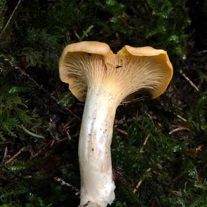 Chanterelle, Common