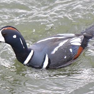 Harlequin Duck