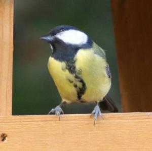 Great Tit