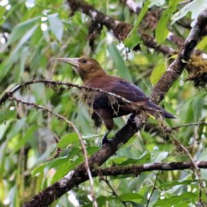 Russet-backed Oropendola