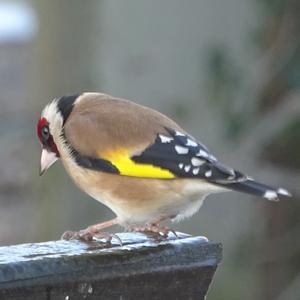 European Goldfinch