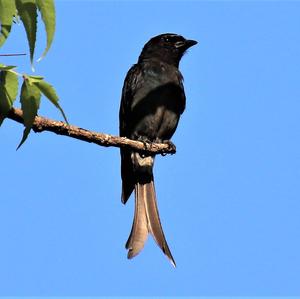 Black Drongo