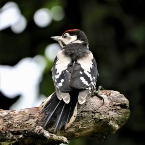 Great Spotted Woodpecker