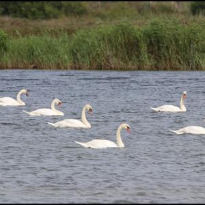 Höckerschwan