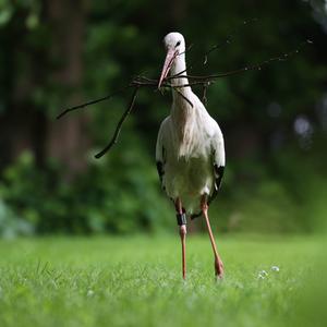 White Stork