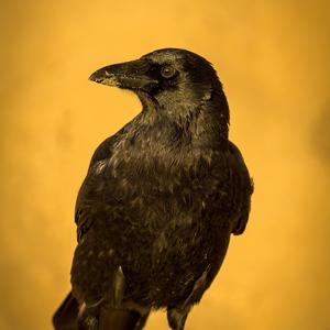 Carrion Crow