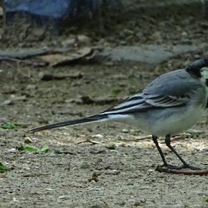 White Wagtail