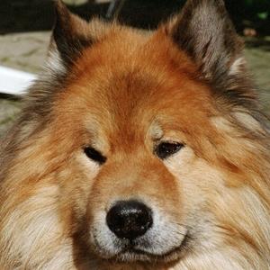 Eurasier