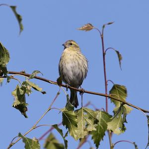 Eurasian Siskin