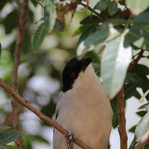 Black-backed Puffback