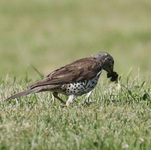 Mistle Thrush