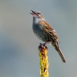 Hedge Accentor