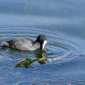 Common Coot