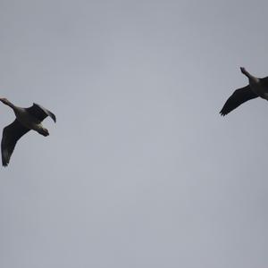 Greylag Goose