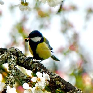 Great Tit