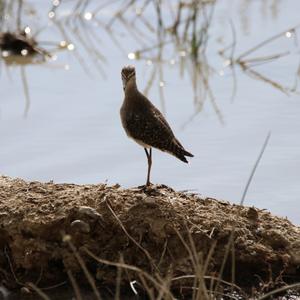 Wood Sandpiper