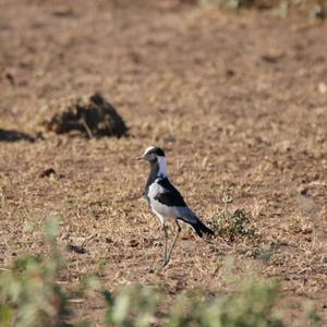 Blacksmith Lapwing