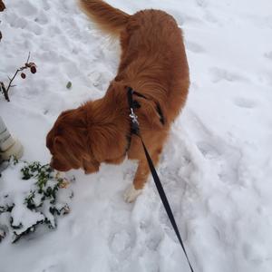 Retriever (Nova Scotia Duck Tolling)