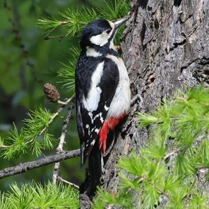 Great Spotted Woodpecker