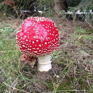 Fly Agaric