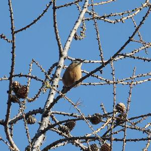 Wood Nuthatch