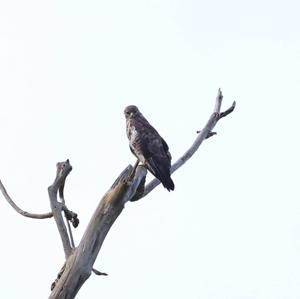 Common Buzzard