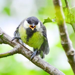 Great Tit