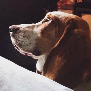 Basset Hound