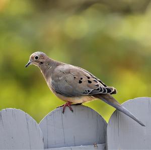 Mourning Dove