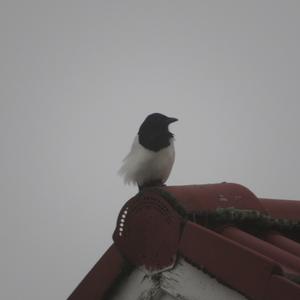 Black-billed Magpie