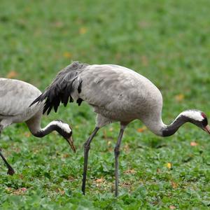 Common Crane