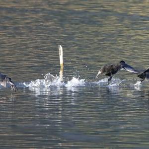 Common Coot