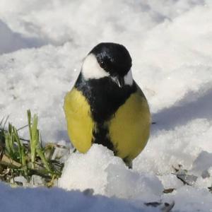 Great Tit