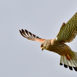 Common Kestrel