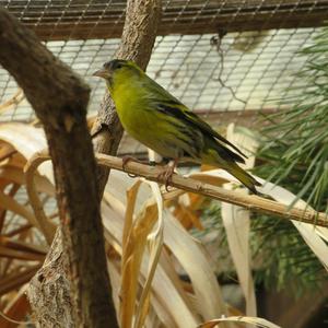 Eurasian Siskin