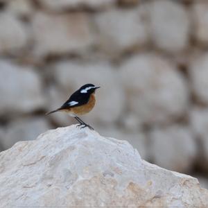 Moussier's Redstart