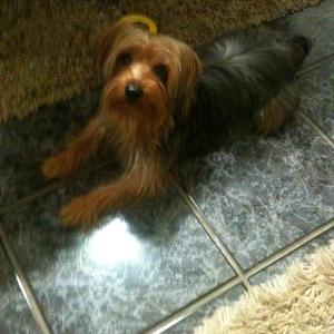 Yorkshire Terrier