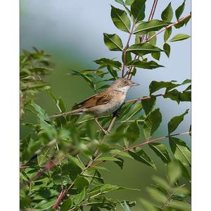 Common Whitethroat