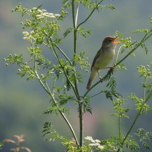 Marsh Warbler