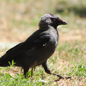 Eurasian Jackdaw