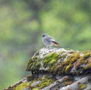 Black Redstart