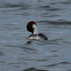 Smew