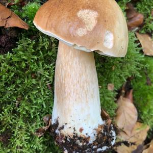 King Bolete