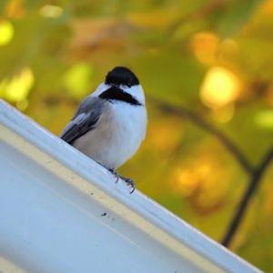 Black-capped Chickadee